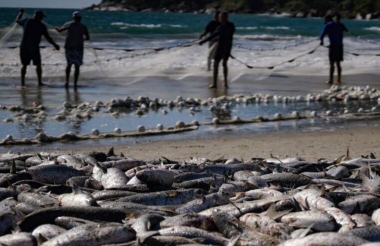 Pelo Estado 10/06: Pesca da tainha fala mais sobre política do que sobre economia