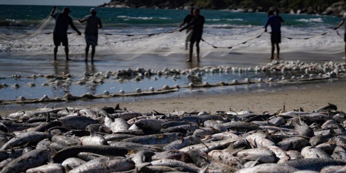 Pelo Estado 10/06: Pesca da tainha fala mais sobre política do que sobre economia