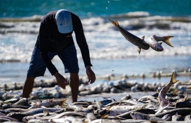Pelo Estado 17/07: Governo de SC aciona Justiça Federal para derrubar cotas da pesca artesanal da tainha