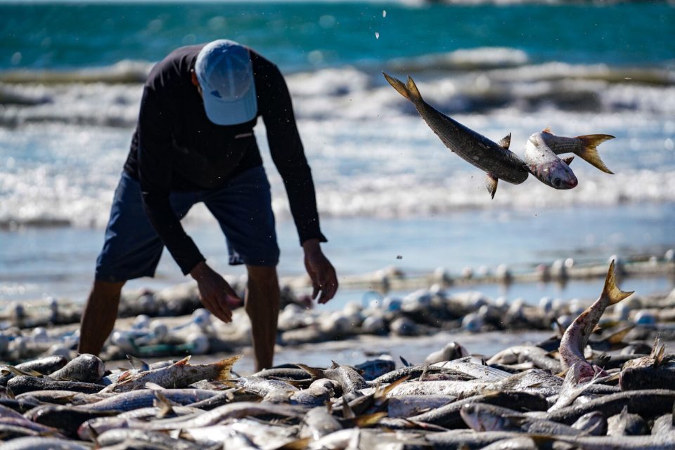 Pelo Estado 17/07: Governo de SC aciona Justiça Federal para derrubar cotas da pesca artesanal da tainha