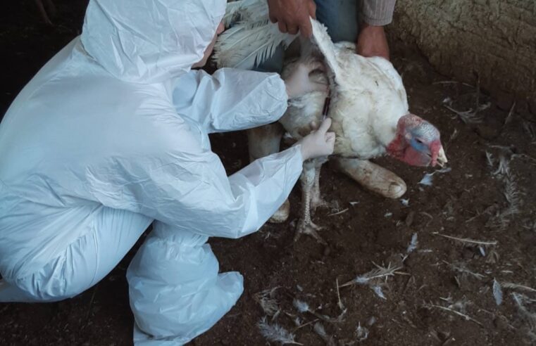 Pelo Estado: Caso de doença em aves de SC faz México suspender importações