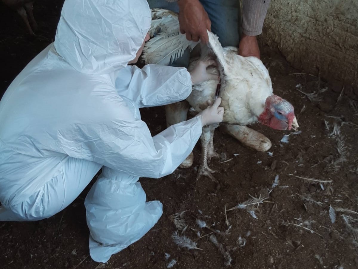 Pelo Estado: Caso de doença em aves de SC faz México suspender importações